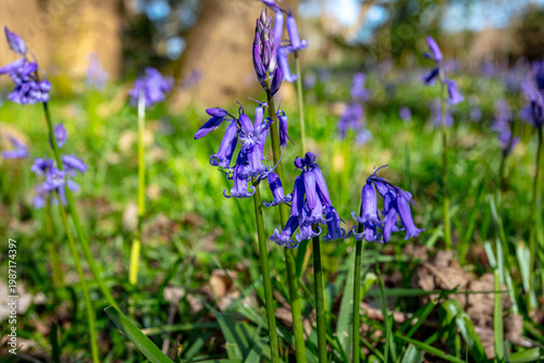 Bluebells in the Woods at Pin Mill Suffolk