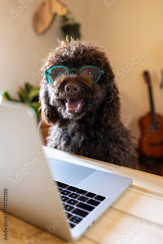 Funny dog wearing glasses working on laptop