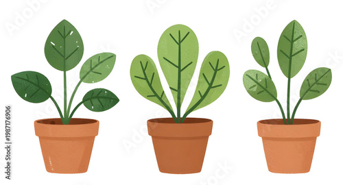 potted plant, house plant, indoor plant, home decor, green plant, plant pot, decorative plant, indoor decor, botanical design, leafy plant, garden plant, natural decor, plant collection, home plant, m