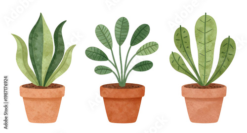 plant, potted, houseplant, indoor, decor, home, green, leaf, pot, nature, botanical, garden, fresh, natural, design, collection, foliage