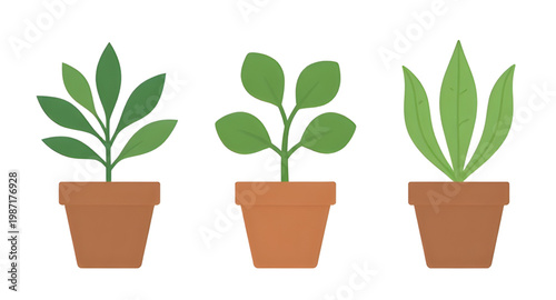 plant, potted, houseplant, indoor, decor, home, green, leaf, pot, nature, botanical, garden, fresh, natural, design, collection, foliage