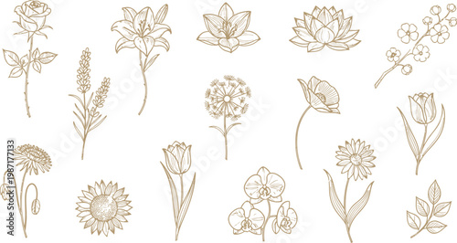 Golden floral icons set, 15 beige flower illustrations, line art botanicals, decorative plant elements
