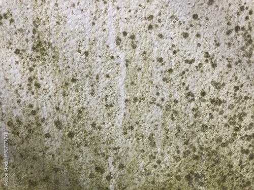 Fotografija Close-up black mold spots Damp damaged white textured wall mildew, fungal growth