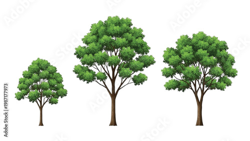 Green leafy trees with round canopies on brown trunks