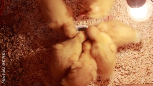 Yellow ducklings, cute, fluffy, small and beautiful ducklings, animal birds