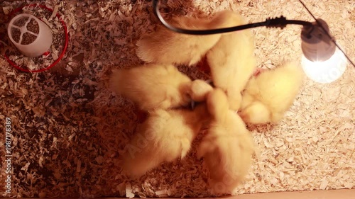 Yellow ducklings, cute, fluffy, small and beautiful ducklings, animal birds