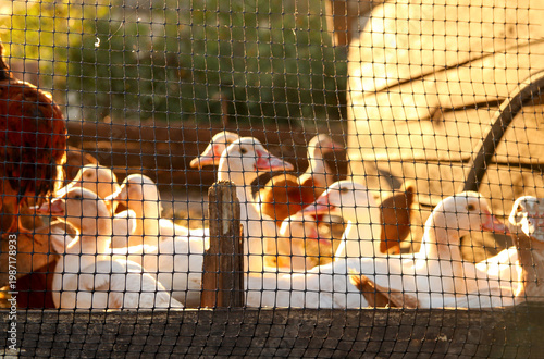 Group of white ducks behind a fence in a poultry farm during golden hour. Domestic birds in a wooden pen at sunset. Organic farming and rural life concept