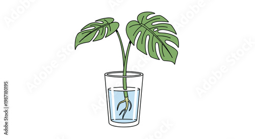 Fresh green Monstera leaf cutting with developed roots sits inside a clear glass of water placed on a pristine white surface in a bright interior.