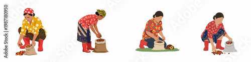 Vector set of Indonesian women farmers harvesting coffee beans or palm oil fruits, wearing traditional clothing and red boots, isolated on white background.