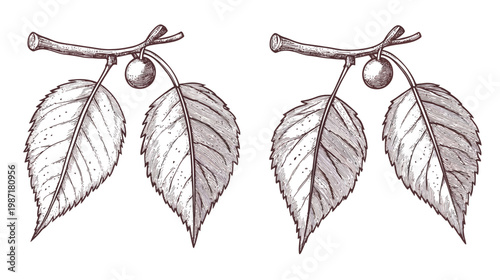 Two botanical sprigs featuring leaves and spherical fruit rendered in a detailed vintage illustration style
