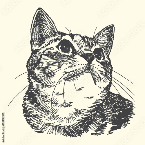 Line drawing of a tabby cat looking up with looking up line art hand drawn black and white looking up attentive observant interested inquiring inquiringly wondering contemplative domestic