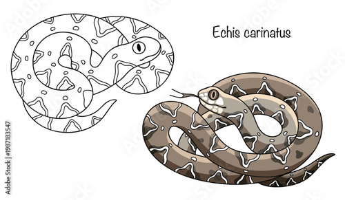 Echis carinatus