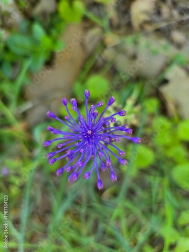 tassel hyacinth