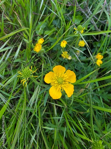 yellow flowers in the grass