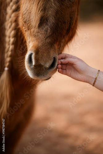 Verbindung  / Pferd & Mensch
