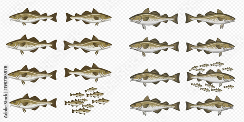 Illustration of a set of Atlantic cod fish in various arrangements, including a school of smaller fish.