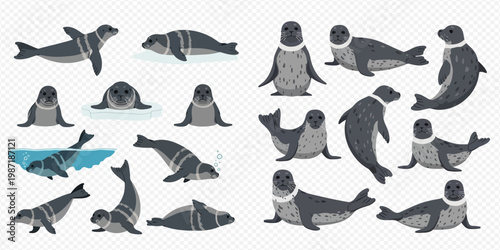Collection of various cartoon seals in different poses, including swimming, lying, and standing, on a transparent background.