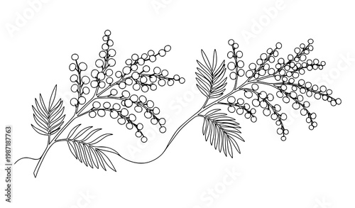 Continuous line mimosa flower illustration with elegant botanical sketch and flowing floral art design vector