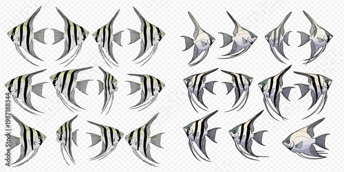 Set of various angelfish in different poses, black and white striped fish, tropical aquarium pets.