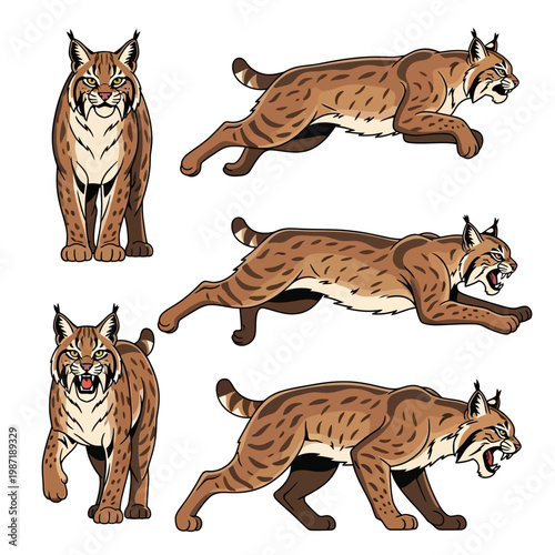 Wild Bobcat Cat Animal Poses Collection