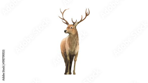 Bild auf Leinwand Elegant Watercolor Deer Stag with Antlers Isolated on White Background