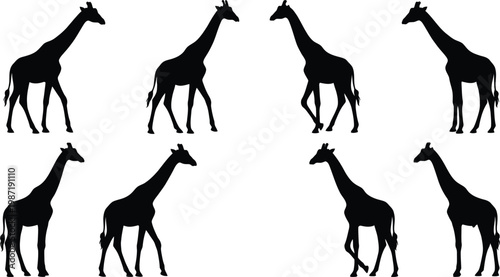 Eight black silhouettes of giraffes in various walking positions and poses on a white background for design and graphic use