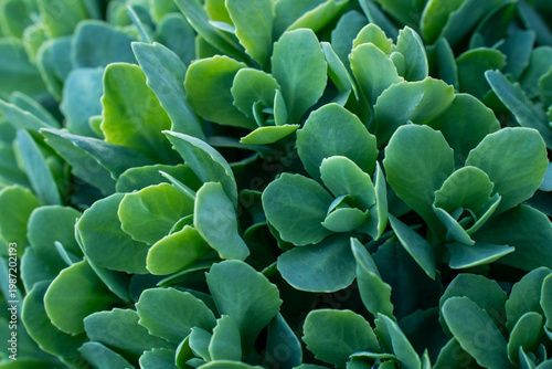 Photos Close-up of green sedum plant with fleshy leaves growing in a garden bed, showing dense ornamental succulent foliage in daylight