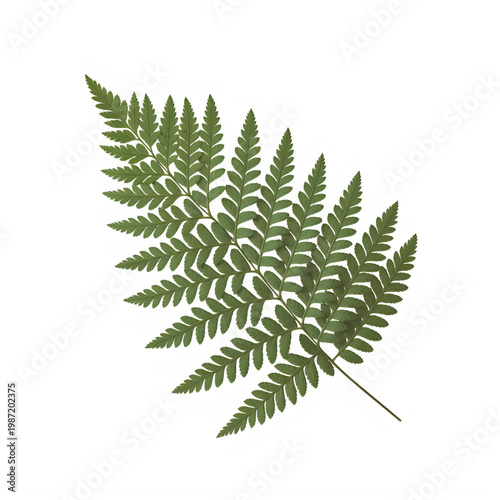 Detailed Fern Leaf Illustration isolated on transparent background