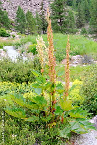 Tall wild plant with broad green leaves and flowering spikes in a lush alpine meadow, surrounded by rocks, trees, and vibrant summer greenery.