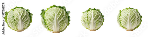 Four heads of napa cabbage display their light green and white patterns on a black backdrop