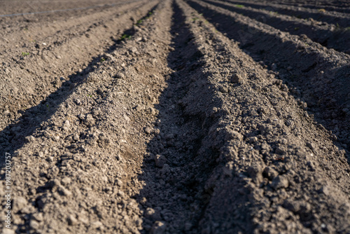 Prepared soil furrows in a rural garden near village houses and greenhouses, ready for spring vegetable planting under daylight.