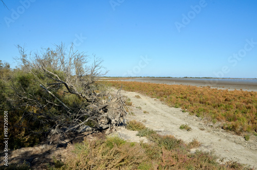 Camargue,