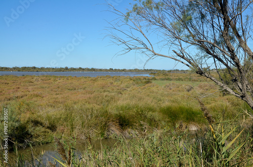 Camargue,