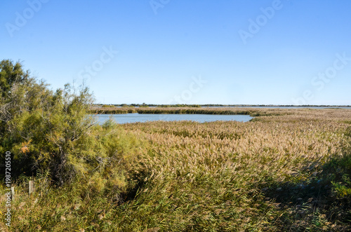 Camargue,