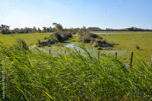 massette, typha latifolia, Etang du Vacares, Parc Naturel Régional de Camargue, région Provence Alpes Cote d'Azur, Bouches du Rhône, 13, France