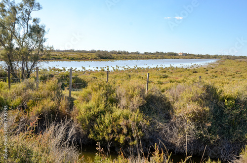 Camargue,