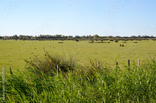 massette, typha latifolia, Etang du Vacares, Parc Naturel Régional de Camargue, région Provence Alpes Cote d'Azur, Bouches du Rhône, 13, France