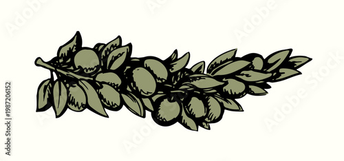 Vector drawing. Olive branch with fruits