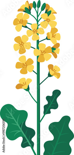 Yellow Canola Flower 