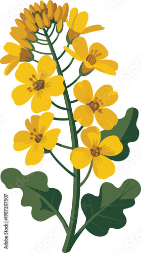 Yellow Rapeseed Flower Stem with Green Leaves 
