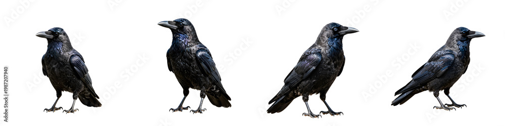 Fototapeta premium Four common ravens stand perched against a black background in dark moody lighting