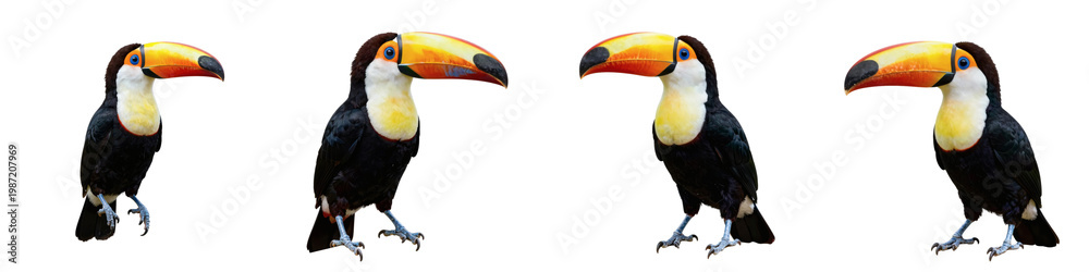 Fototapeta premium Four toco toucans are standing against a solid black backdrop in a seamless composition