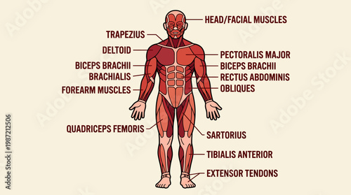 Comprehensive human muscular system diagram illustrating major muscle groups with detailed labels for anatomical study and educational purposes