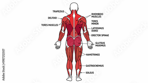 Comprehensive posterior human anatomy illustration displaying major muscle groups from the neck to the calves, clearly labeled for educational and medical understanding