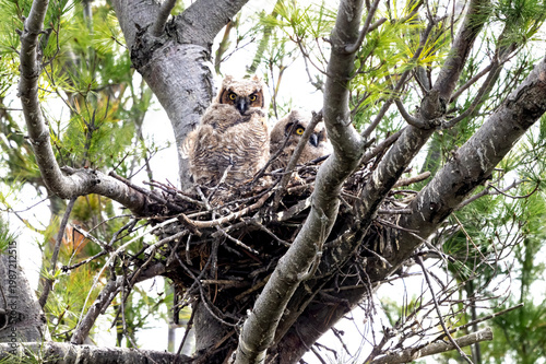 Two great horned owl owlets sitting in a stick nest high in a pine tree.