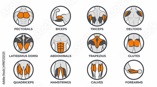 Detailed infographic set illustrating key human muscle groups, perfect for fitness training, anatomy education, and workout program design visuals