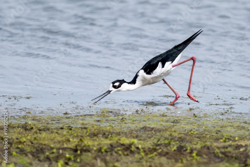Black-necked stilt foraging in shallow water along a marsh shoreline.