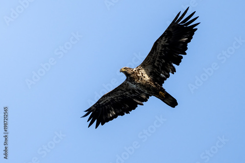 Juvenile bald eagle soaring across a vivid blue sky in side profile.