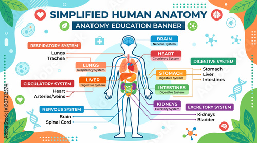Detailed Diagram Concept of Human Body Systems An Educational Banner Illustrating Simplified Anatomy and Internal Organs for Learning