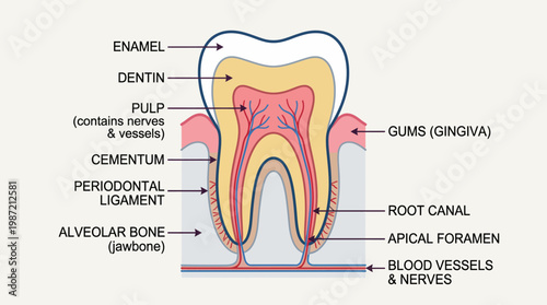 Detailed cross-section illustration of a healthy human tooth, showcasing its internal structure, layers, and surrounding anatomical components like gums and bone